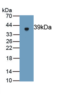 1 - Polyclonal Antibody to Gasdermin D (GSDMD) AP74790