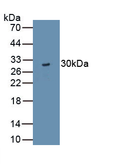 1 - Polyclonal Antibody to Tight Junction Protein 3 (TJP3) AP74785