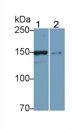 1 - Polyclonal Antibody to Utrophin (UTRN) AP74706