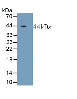 1 - Polyclonal Antibody to Neuropeptide FF (NPFF) AP74707
