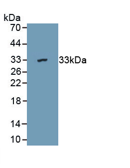 1 - Polyclonal Antibody to Aspartyl tRNA Synthetase 2, Mitochondrial (DARS2) AP74786