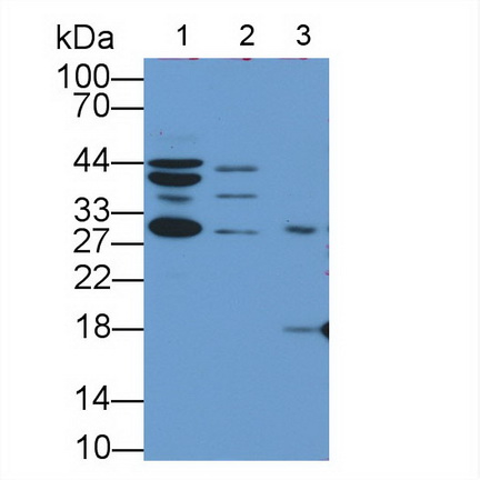 1 - Polyclonal Antibody to Heat Shock 40kDa Protein 3 (HSPF3) AP74792