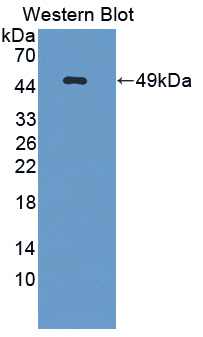 1 - Polyclonal Antibody to Interferon Alpha 5 (IFNa5) AP74741