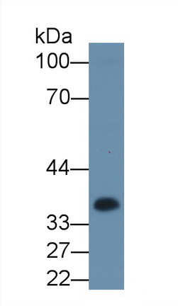 1 - Polyclonal Antibody to Casein Alpha (CSN1) AP74794