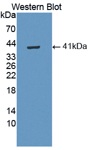 1 - Polyclonal Antibody to Wingless Type MMTV Integration Site Family, Member 5B (WNT5B) AP74738