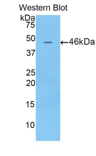 1 - Polyclonal Antibody to Lipocalin 4 (LCN4) AP74668