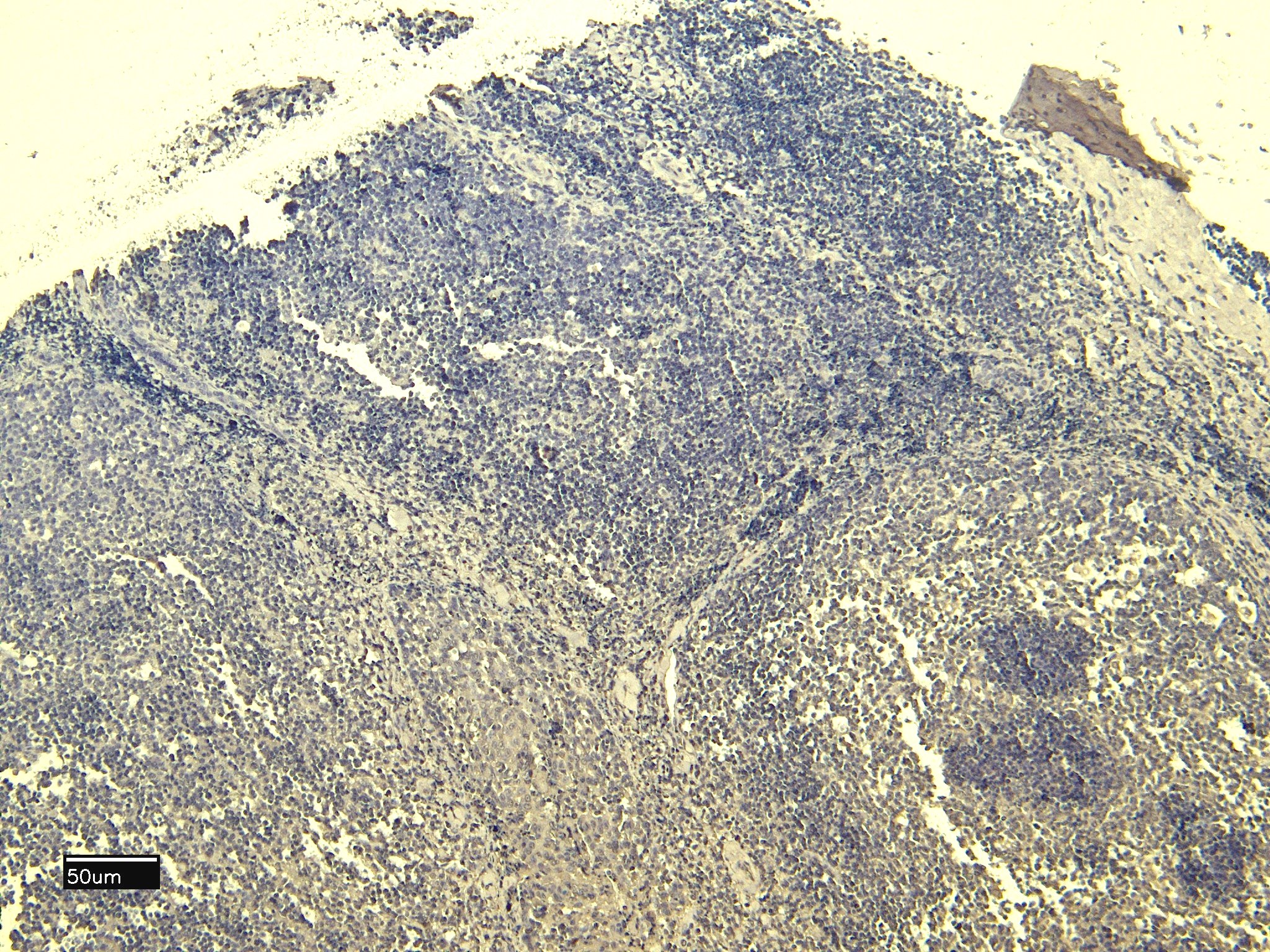 2 - Goat Anti-Scribble / Vartul Antibody AF4558a