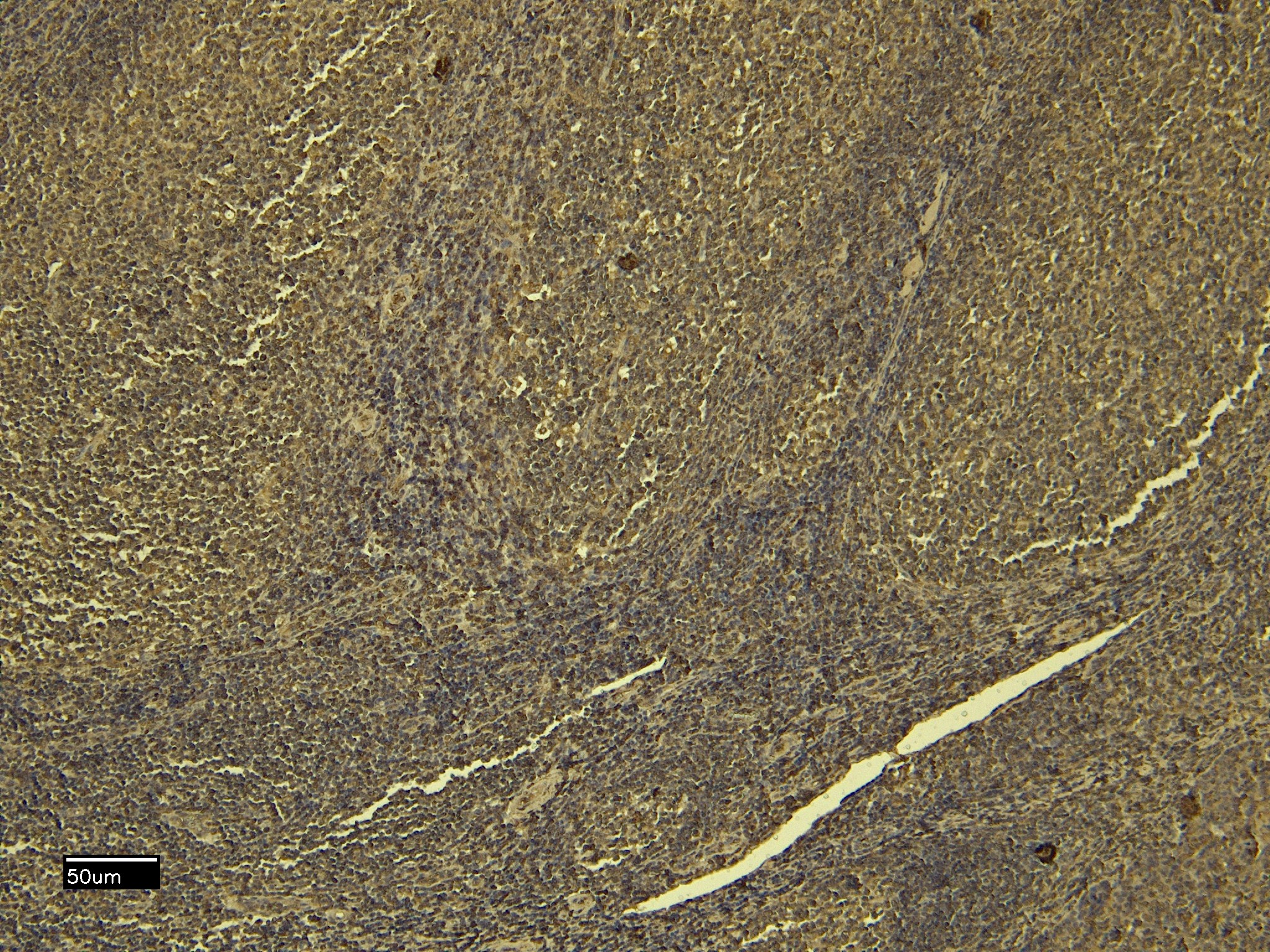 2 - Goat Anti-Scribble / Vartul Antibody AF4558a