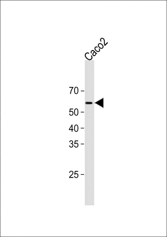 1 - Mouse Yes1 Antibody (Center) AP21248c