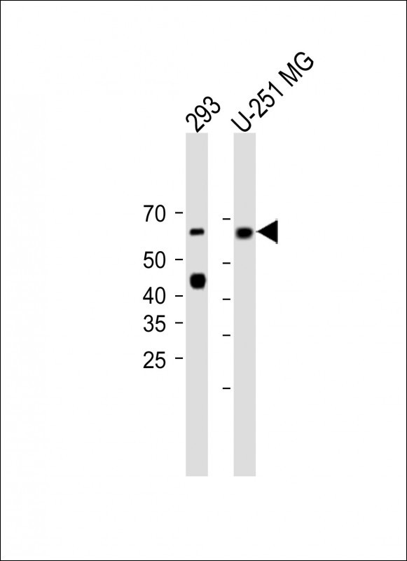 1 - MCOLN1 Antibody (C-term) AP13551B
