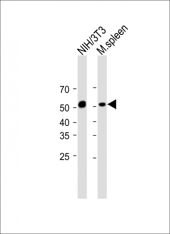 1 - M Mlkl Antibody (C-term) AP14272B