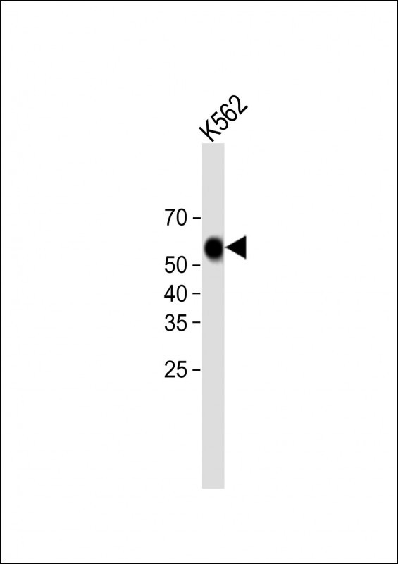 1 - COCH Antibody (C-term) AP11332b