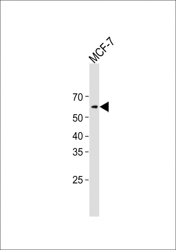 1 - MLPH Antibody (C-term) AP12611B