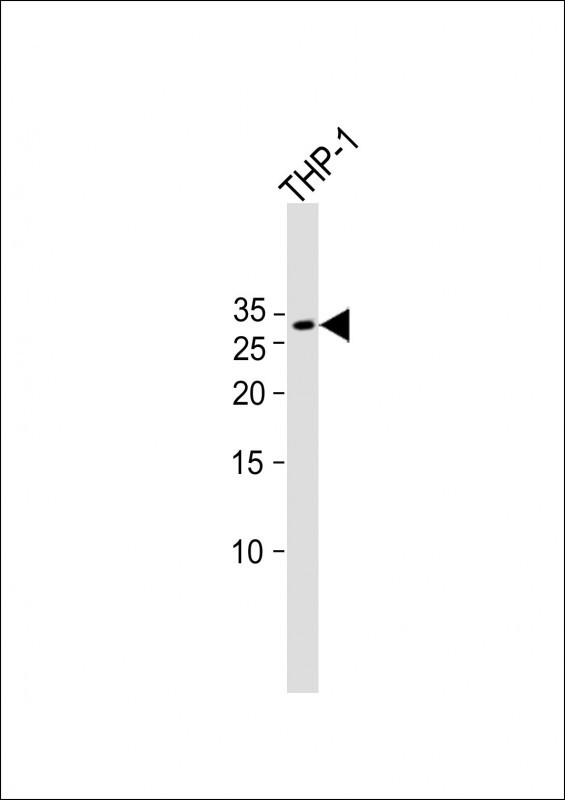 1 - MS4A6A Antibody (N-term) AP18100a