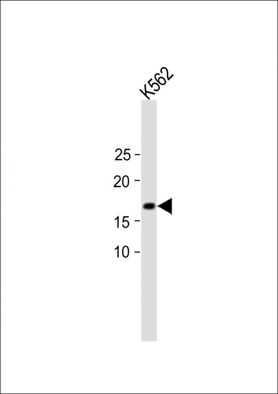1 - Xenopus SUMO2 Antibody (N-term) AP1285a