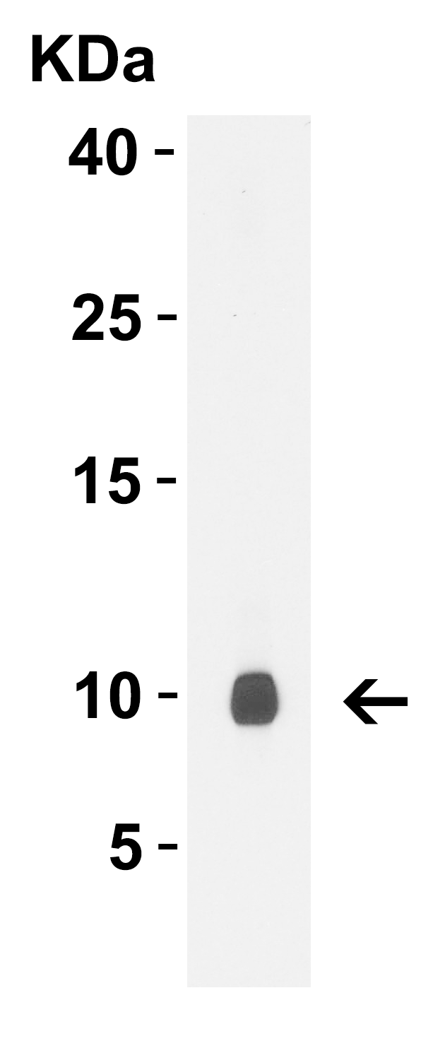 1 - rpmB/L28 Antibody ASC12238
