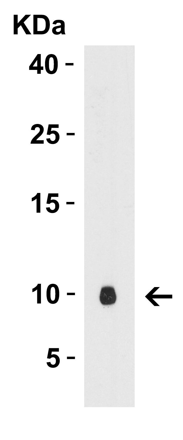 1 - rpmB/L28 Antibody ASC12239