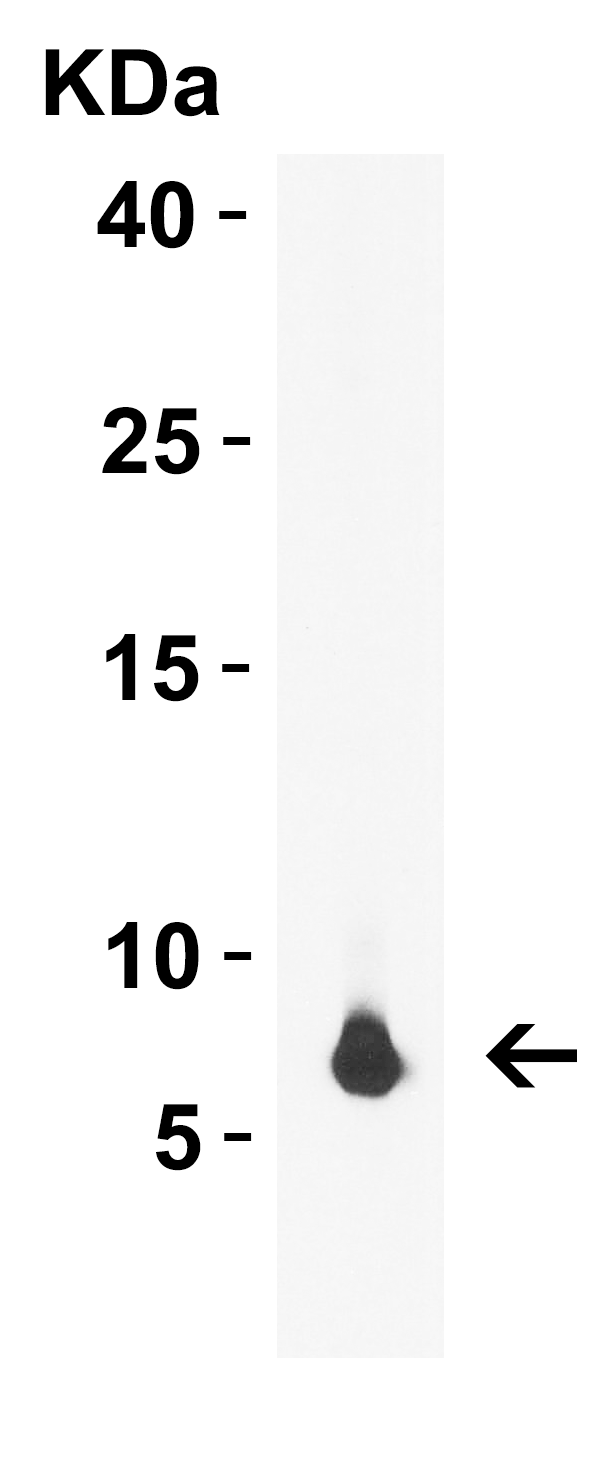 1 - rpmH/L34 Antibody ASC12240