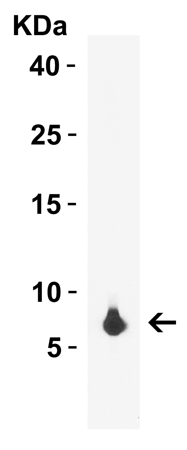 1 - rpmH/L34 Antibody ASC12241