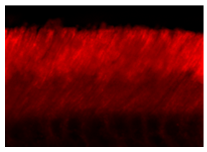 2 - Anti-ABCA4 (Rim Protein) Antibody AN1305