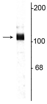 1 - Anti-Amyloid Precursor Protein Antibody AN1310