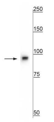 1 - Anti-beta Catenin Antibody AN1322