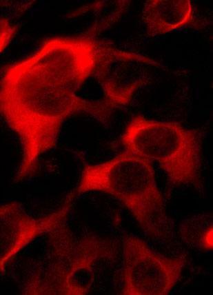 2 - Anti-CRISPR Cas9 Antibody AN1349