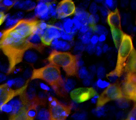 2 - Anti-CRISPR Cas9 Antibody AN1349