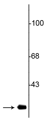 1 - Anti-CDK5 Antibody AN1331