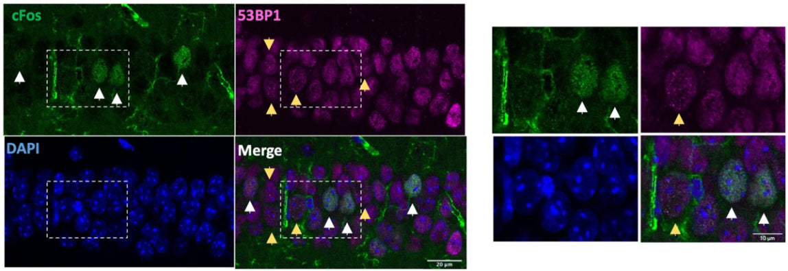 2 - Anti-CDK5 Antibody AN1331