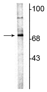 1 - Anti-ChAT (Choline Acetyltransferase) Antibody AN1334