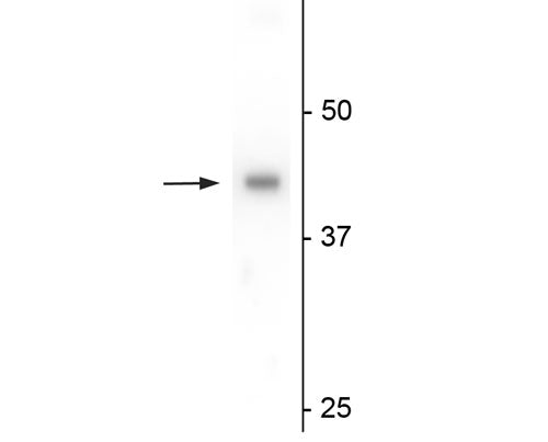 1 - Anti-eIF4A2 Antibody AN1373