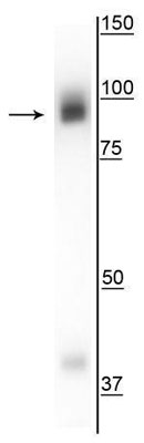 1 - Anti-Gephyrin Antibody AN1412