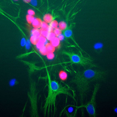 1 - Anti-Gephyrin Antibody AN1412