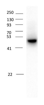 1 - Anti-GABAA Receptor α2 Antibody AN1392