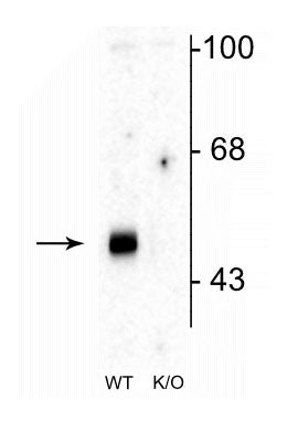 1 - Anti-GABAA Receptor α2 Antibody AN1392