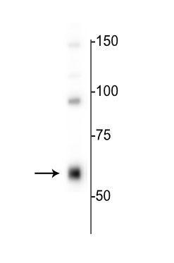1 - Anti-GABAA Receptor α4, Antibody AN1394