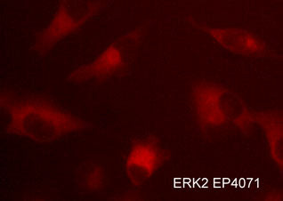 2 - Anti-ERK2 (central region) Antibody AN1785