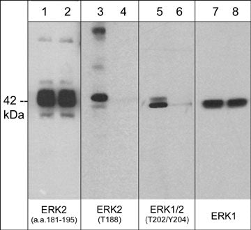 1 - Anti-ERK2 (central region) Antibody AN1785