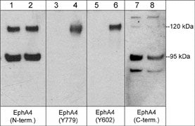 0 - Anti-EphA4 (Tyr-602) [conserved site], Phosphospecific Antibody AN1779