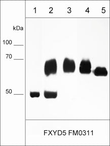 2 - Anti-FXYD5/Dysadherin (Extracellular region) Antibody AN1799