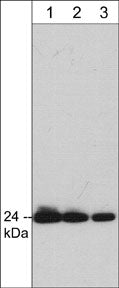 2 - Anti-Grb2 Antibody AN1805