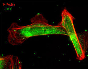 2 - Anti-JMY (C-terminal region) Antibody AN1827