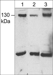 1 - Anti-JMY (C-terminal region) Antibody AN1827