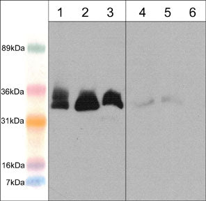 1 - Anti-Memo (N-terminal region) Antibody AN1839