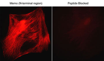 2 - Anti-Memo (N-terminal region) Antibody AN1839