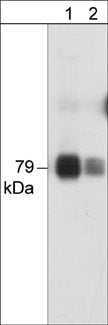 1 - Anti-PKCθ (N-terminal region) Antibody AN1908