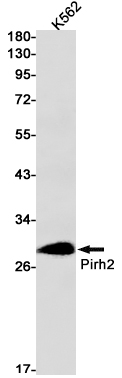 1 - Pirh2 Rabbit mAb AP74890