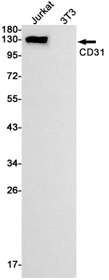 1 - CD31 Rabbit mAb AP74909