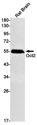 1 - Oct-2 Rabbit mAb AP74915